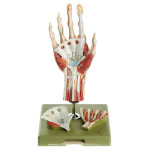 Surgical hand model